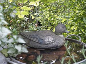 Ja sensommeren er skøn med dejlige farver, snart skal jeg inden døre til alle mine hyggeprojekter