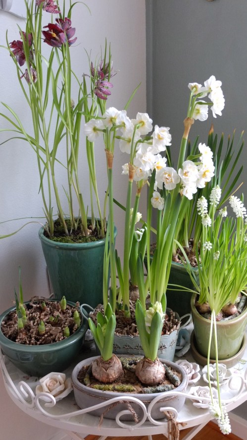 Forår i stuen 002