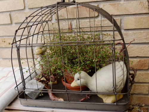 Andebur fra Waldo 063