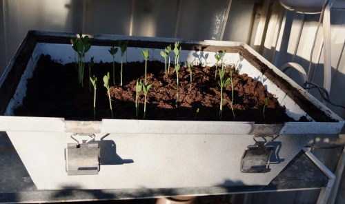 Minidrivhus med nye små planter